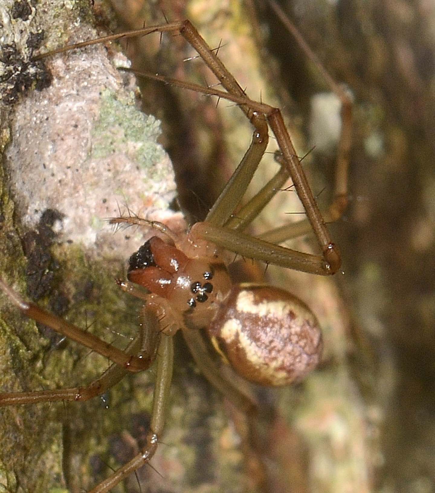 Linyphia sp. (L. triangularis o L. tenuipalpis) - Bannio Anzino (VCO)