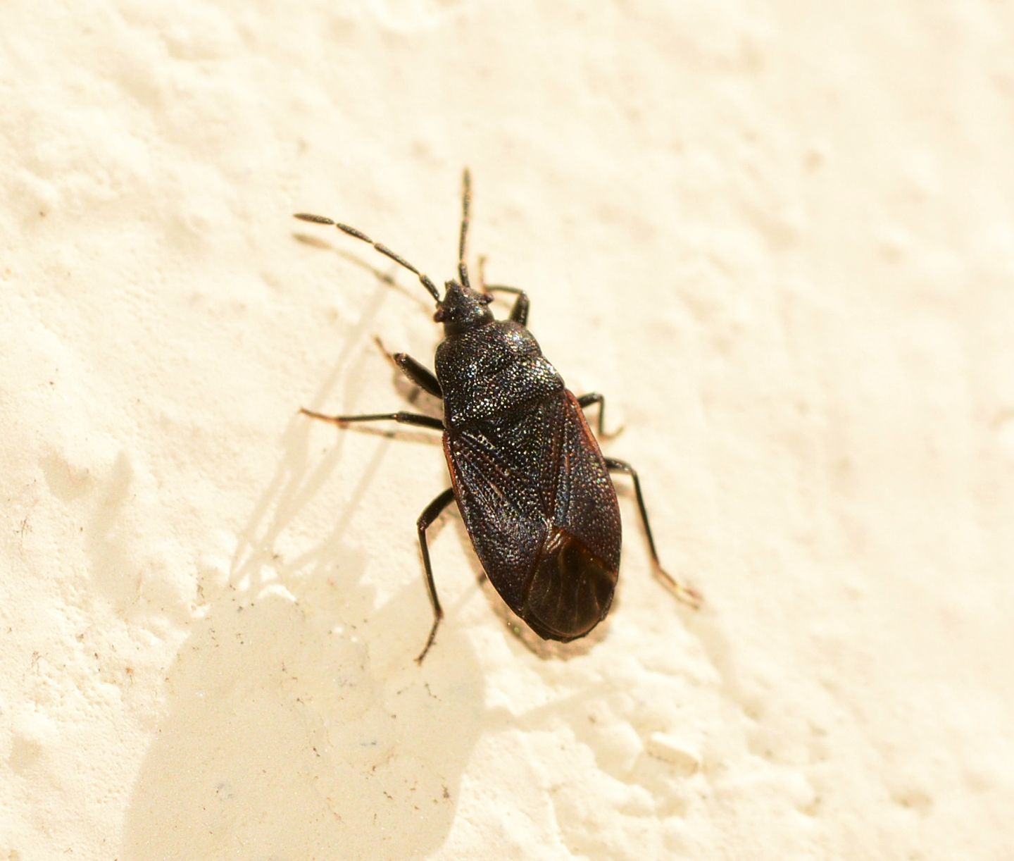 Lygaeidae: Drymus cfr. ryeii