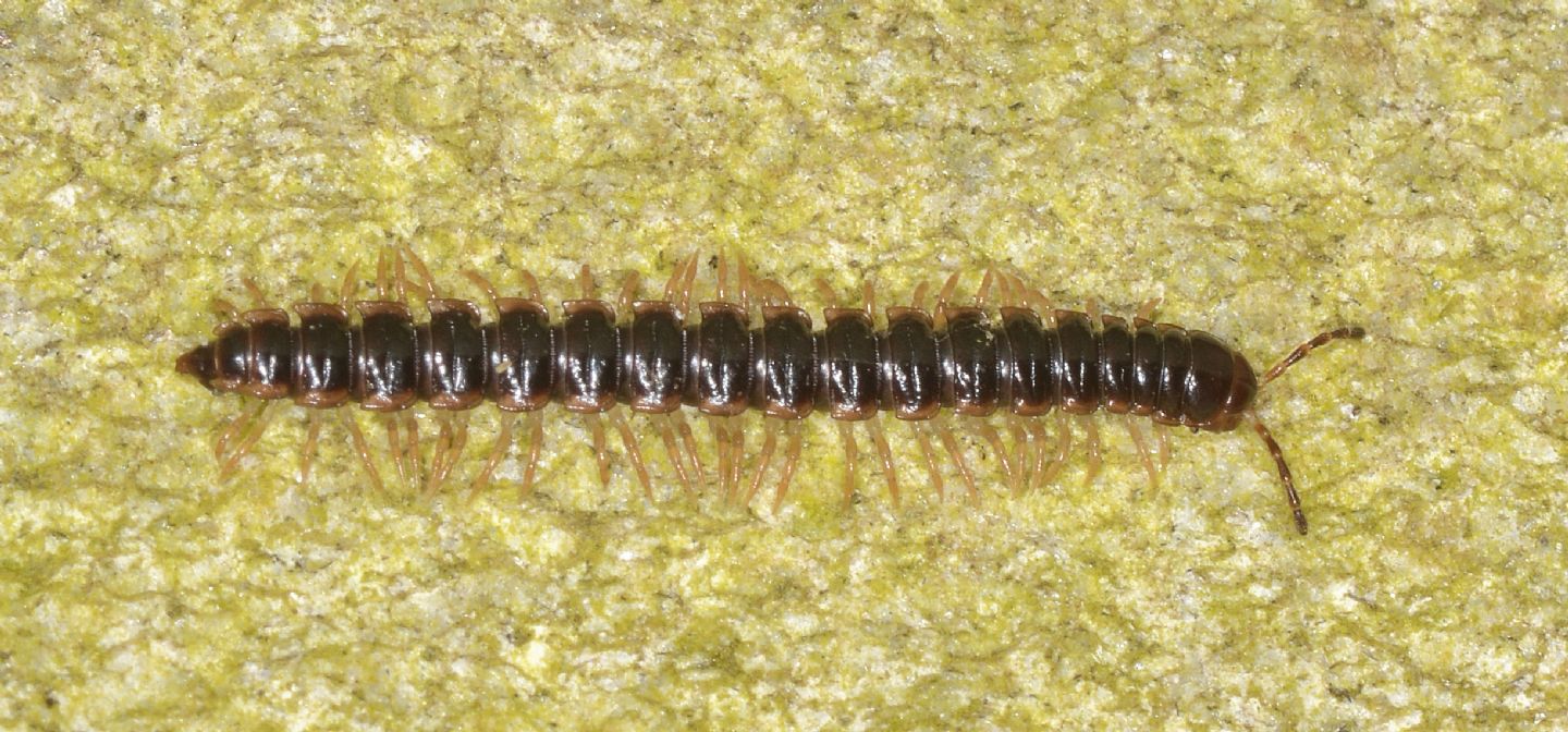 Oxidus gracilis (cfr.) (Diplopoda Polydesmida Paradoxosomatidae)