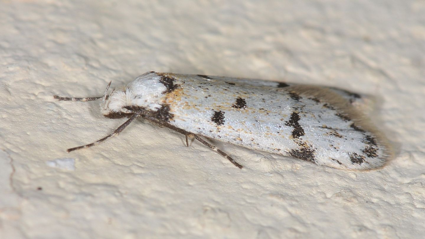 Symmoca signella - Autostichidae