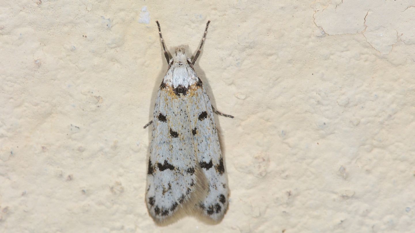 Symmoca signella - Autostichidae