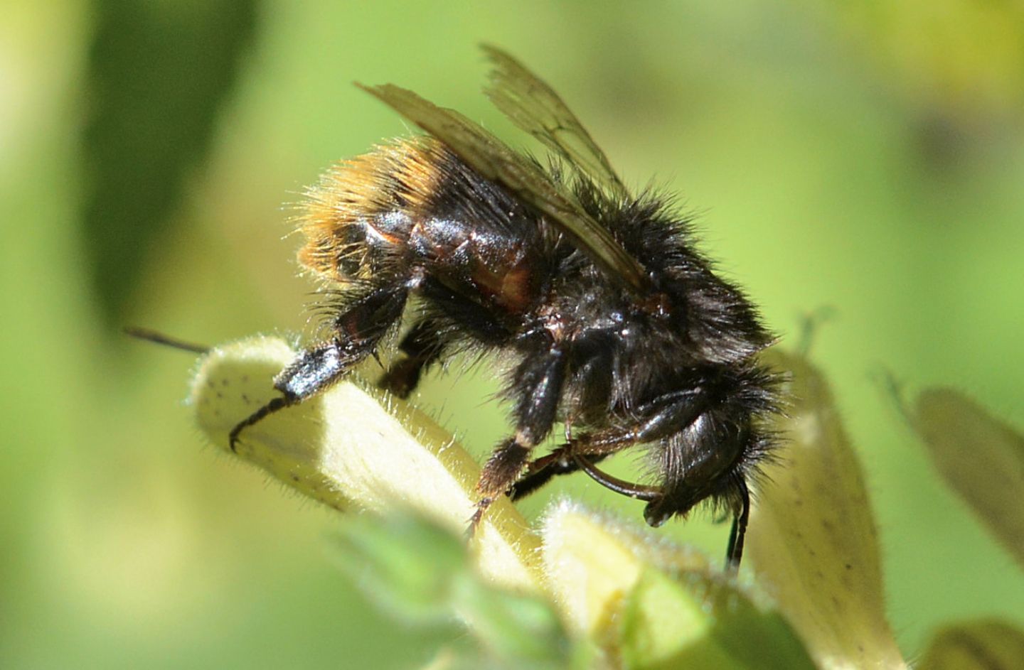 strano Bombus