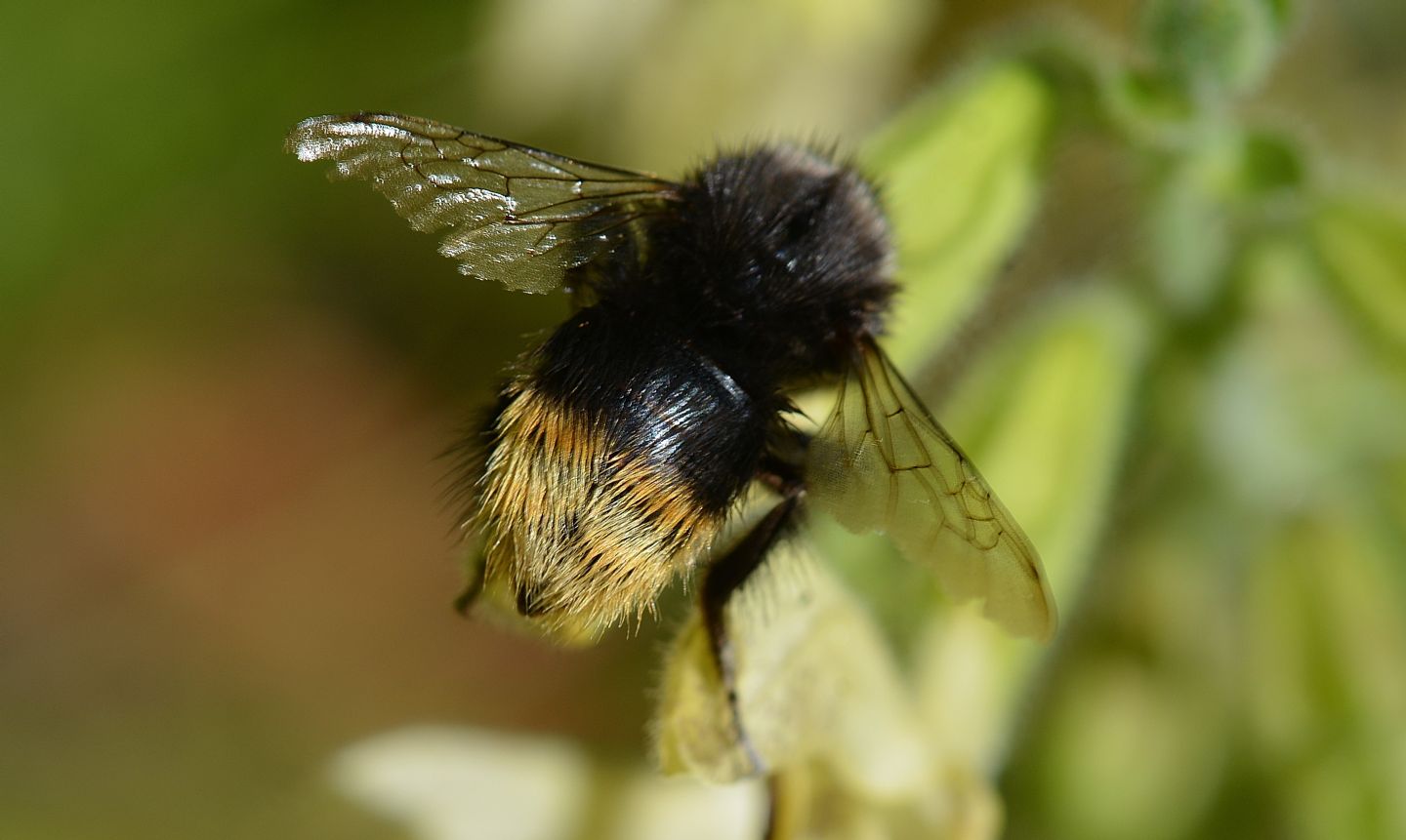 strano Bombus