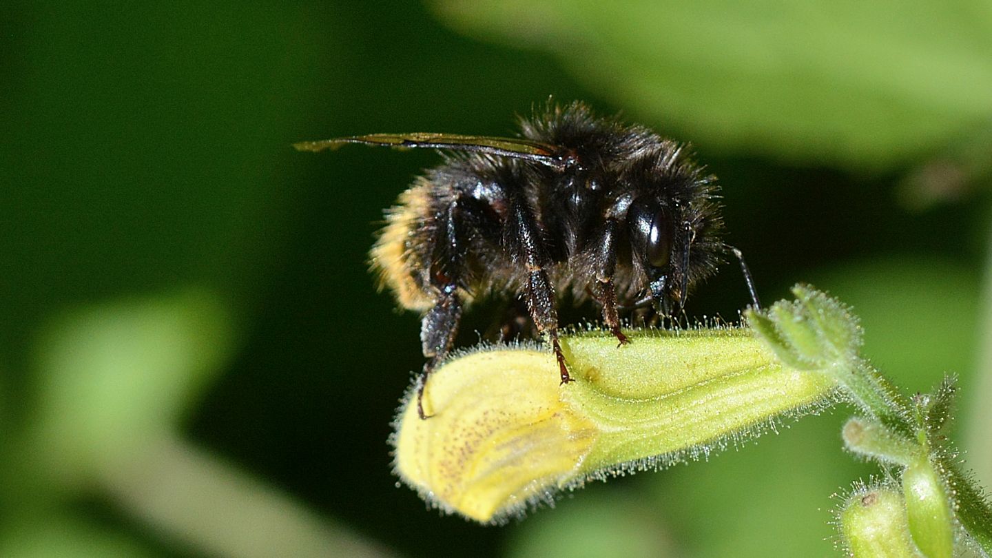 strano Bombus