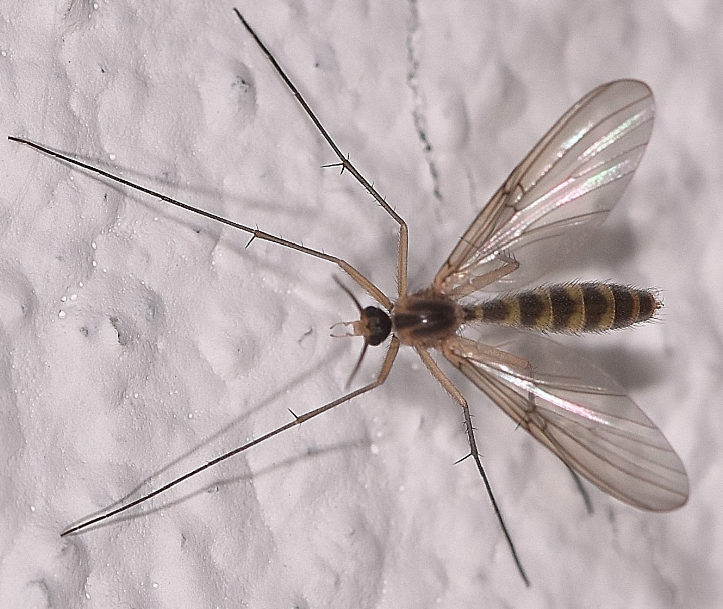 Mycetophilidae: cfr. Mycomia sp.