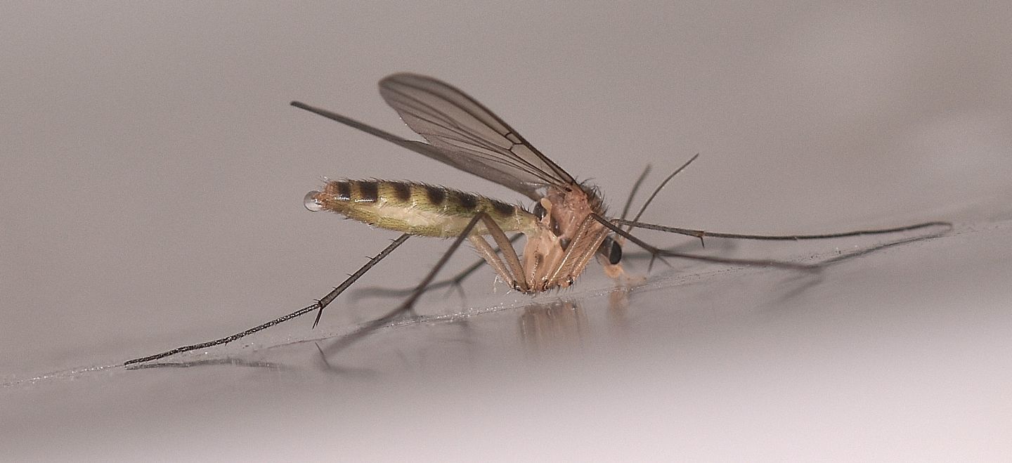 Mycetophilidae: cfr. Mycomia sp.