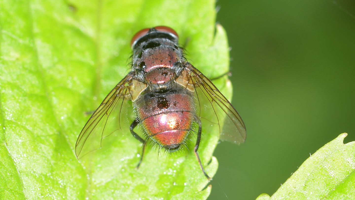 mosca rossa:  Lucilia sericata, maschio