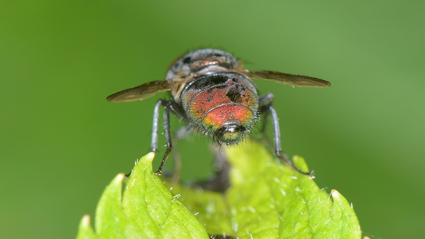 mosca rossa:  Lucilia sericata, maschio