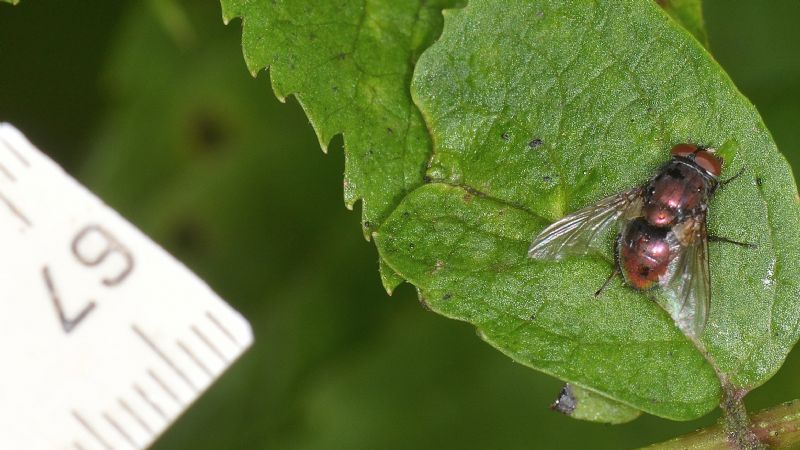 mosca rossa:  Lucilia sericata, maschio