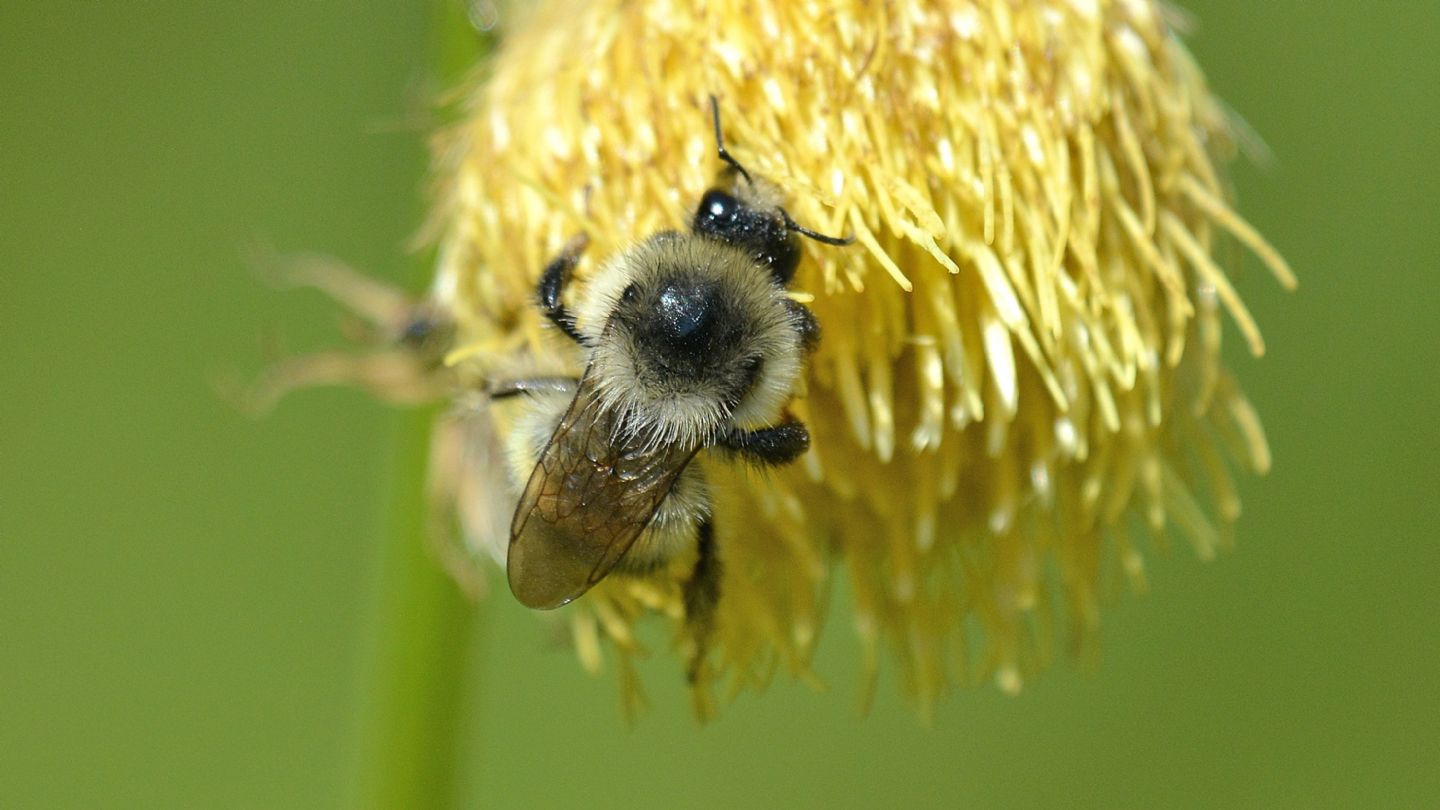 Apidae:  Bombus sylvarum