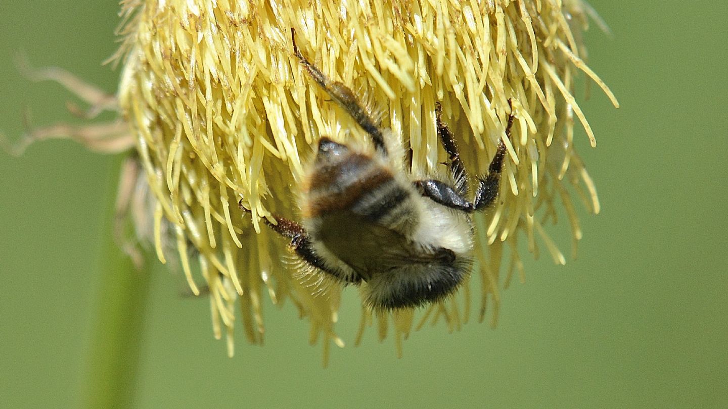 Apidae:  Bombus sylvarum