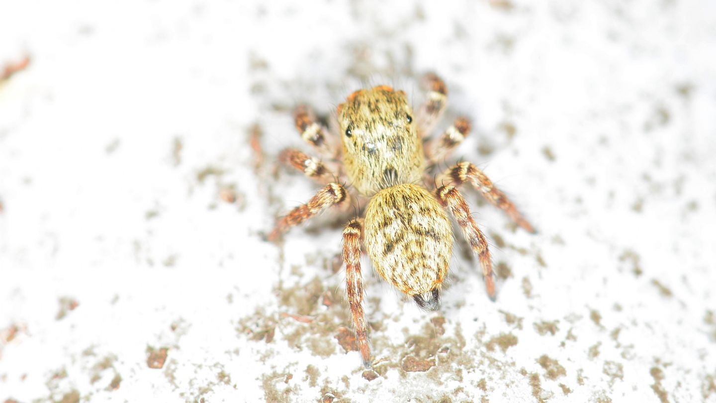 Salticidae