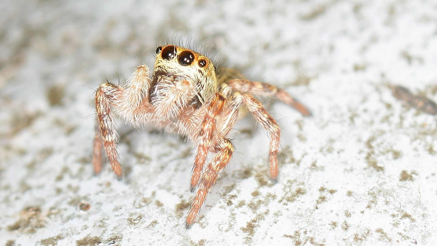 Salticidae