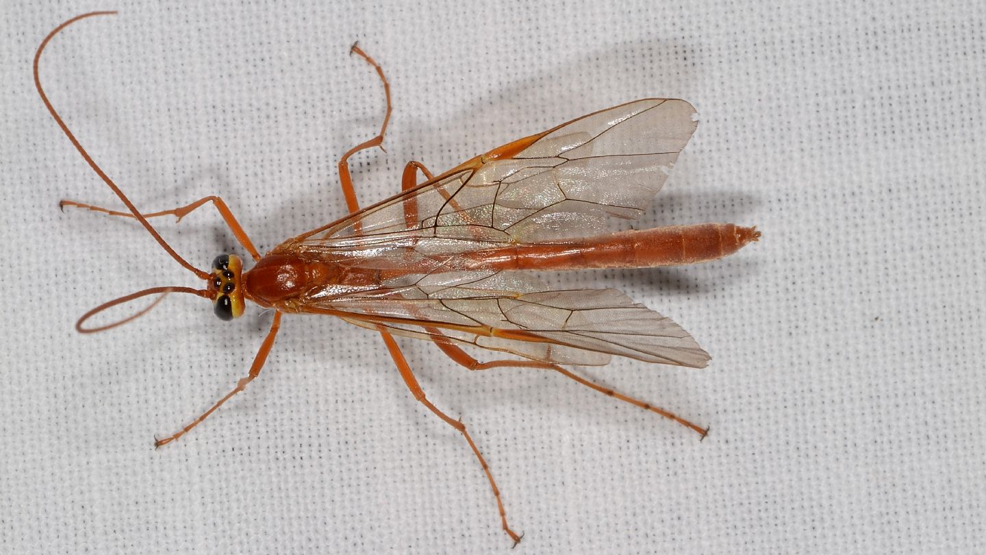 Grande notturno: Ichneumonidae Ophioninae: Ophion sp.