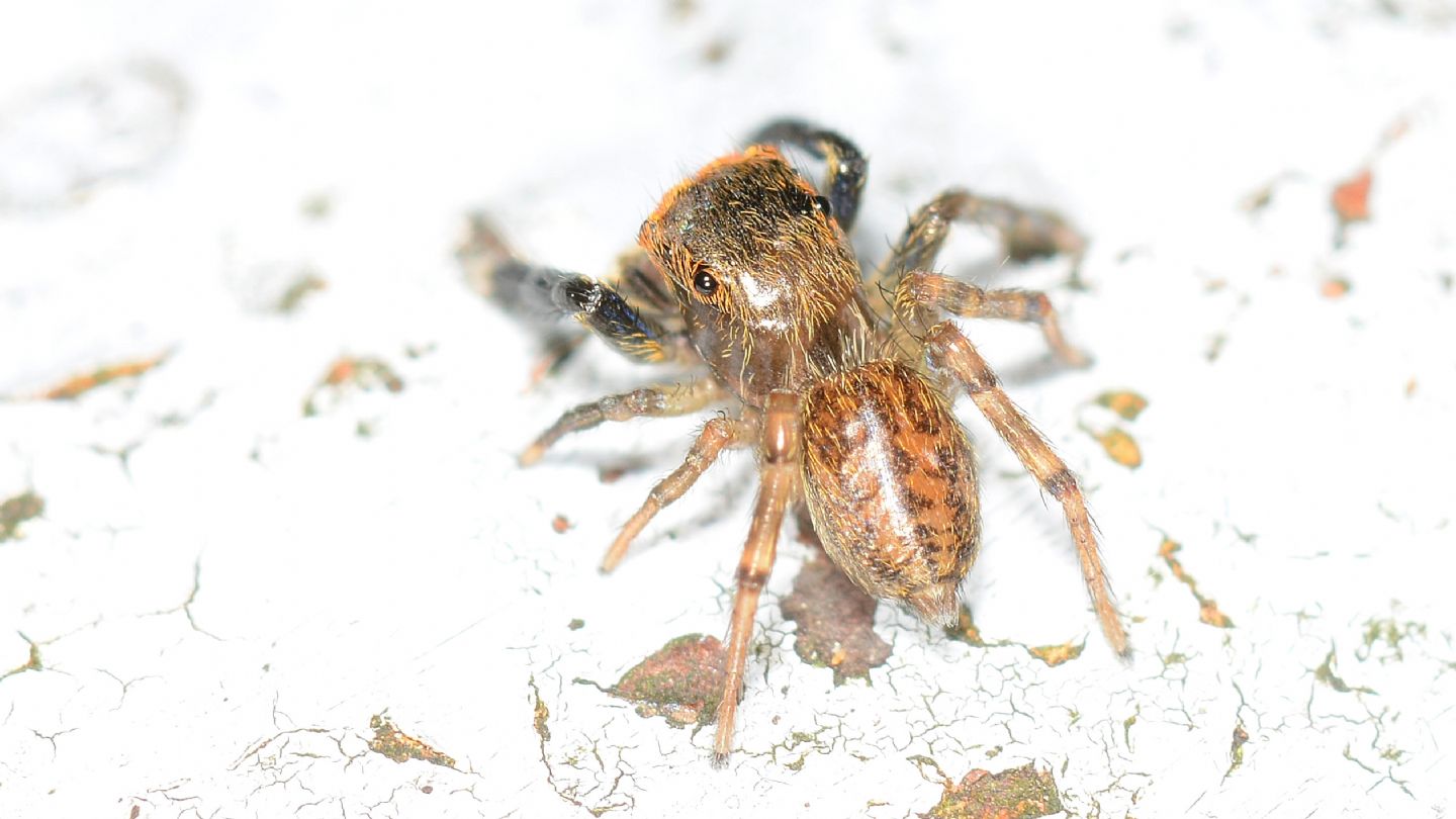 Euophrys frontalis, maschio - Bannio Anzino (VCO)