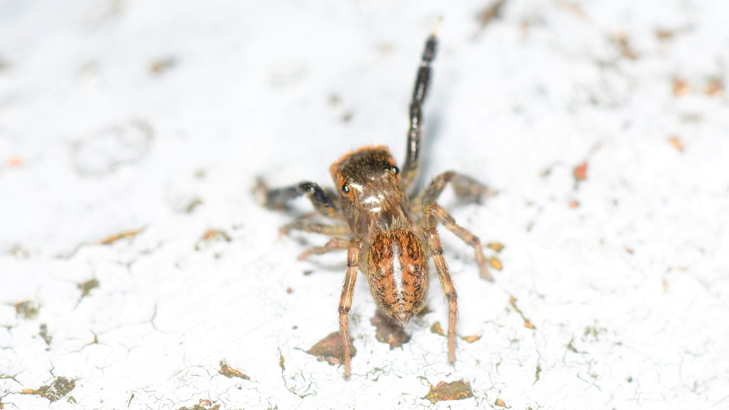 Euophrys frontalis, maschio - Bannio Anzino (VCO)