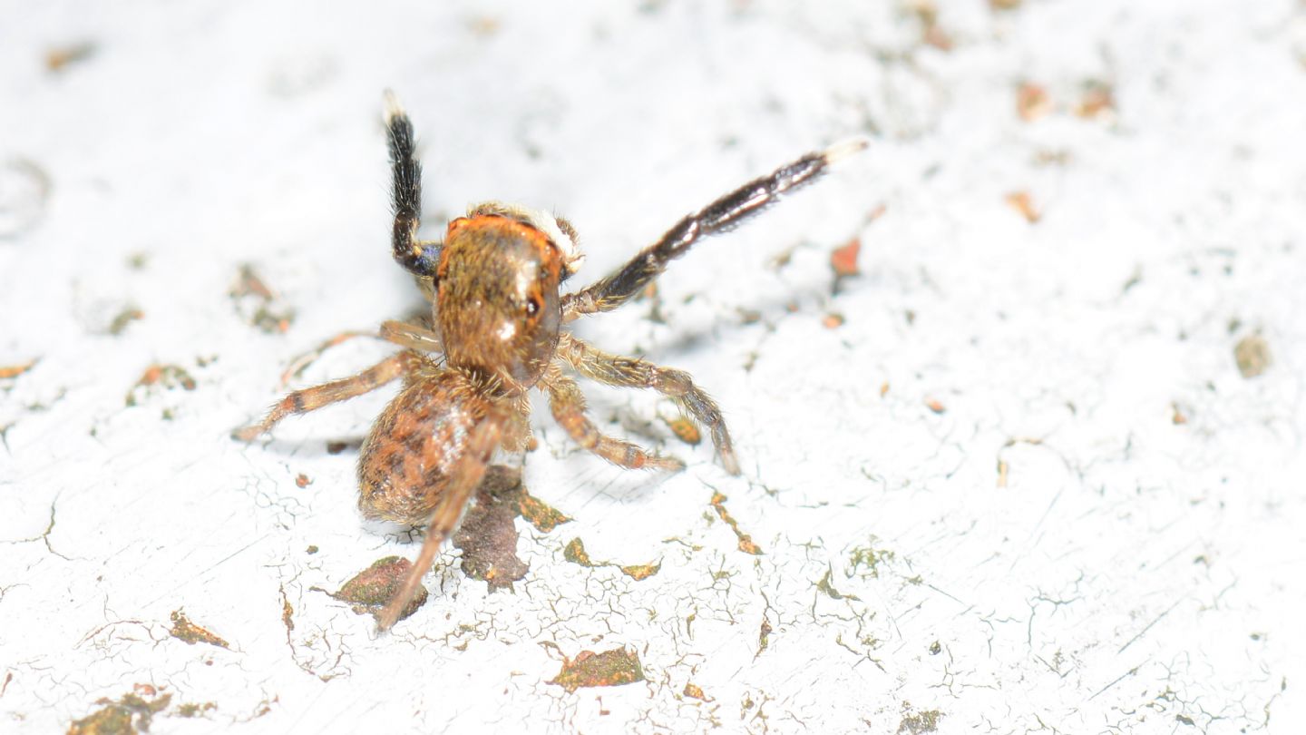 Euophrys frontalis, maschio - Bannio Anzino (VCO)