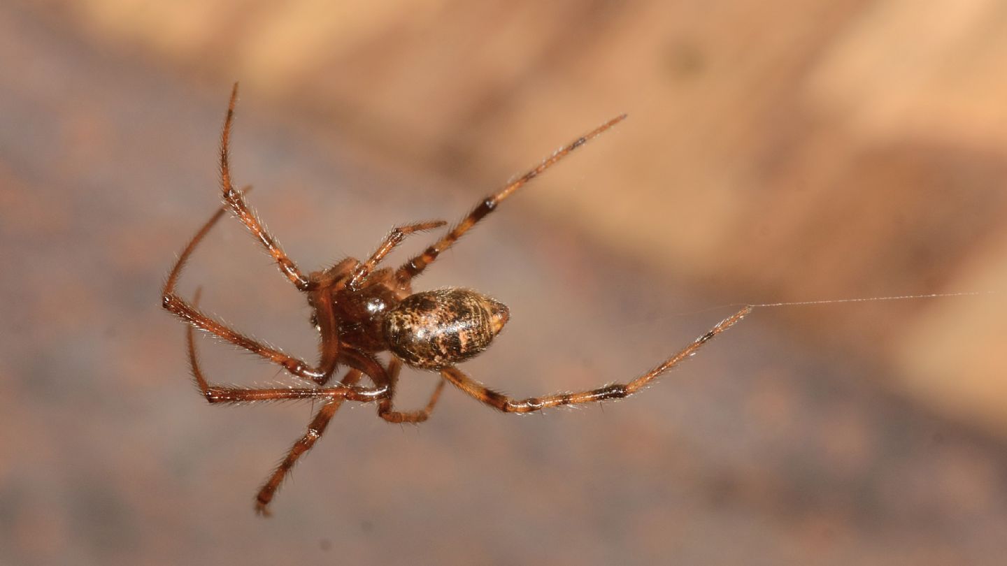 Teridiidae ?  S, Parasteatoda tepidariorum, maschio - Bannio Anzino (VCO)