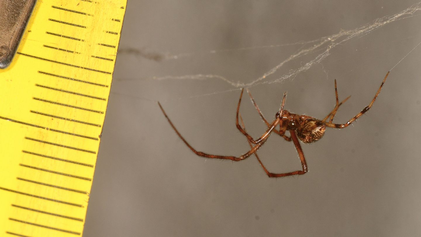 Teridiidae ?  S, Parasteatoda tepidariorum, maschio - Bannio Anzino (VCO)