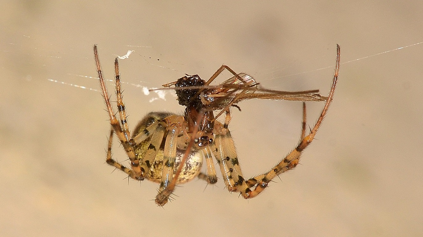 Parasteatoda tepidariorum con preda - Bannio Anzino (VCO)