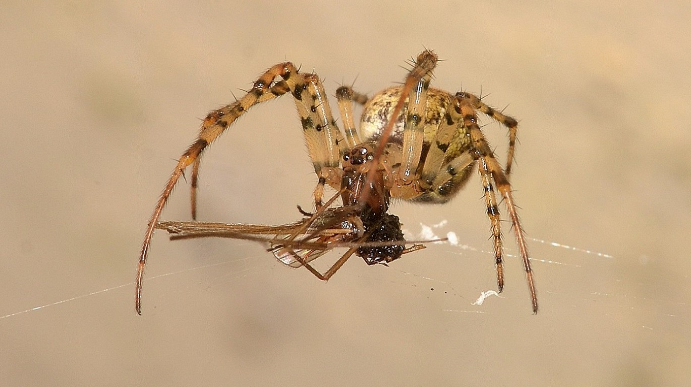 Parasteatoda tepidariorum con preda - Bannio Anzino (VCO)