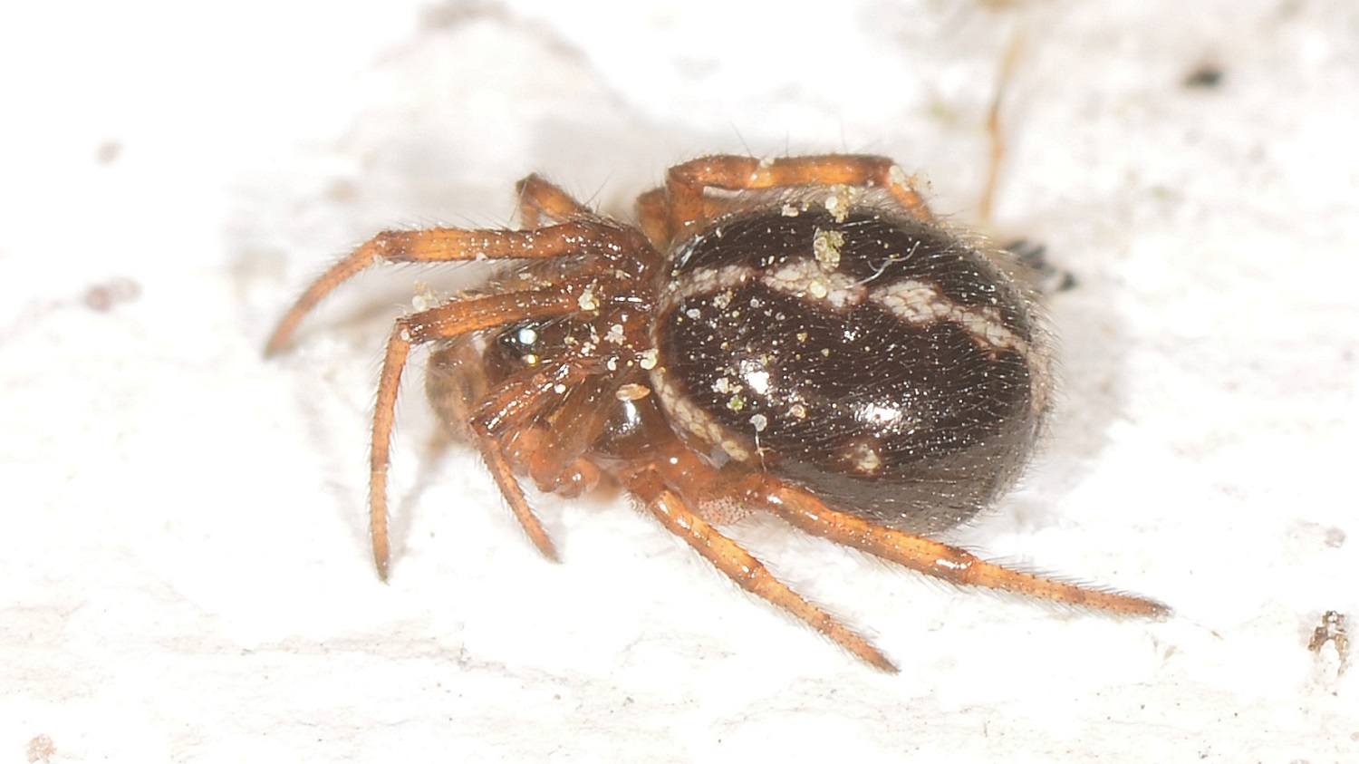 Steatoda bipunctata -  Bannio Anzino (VCO)