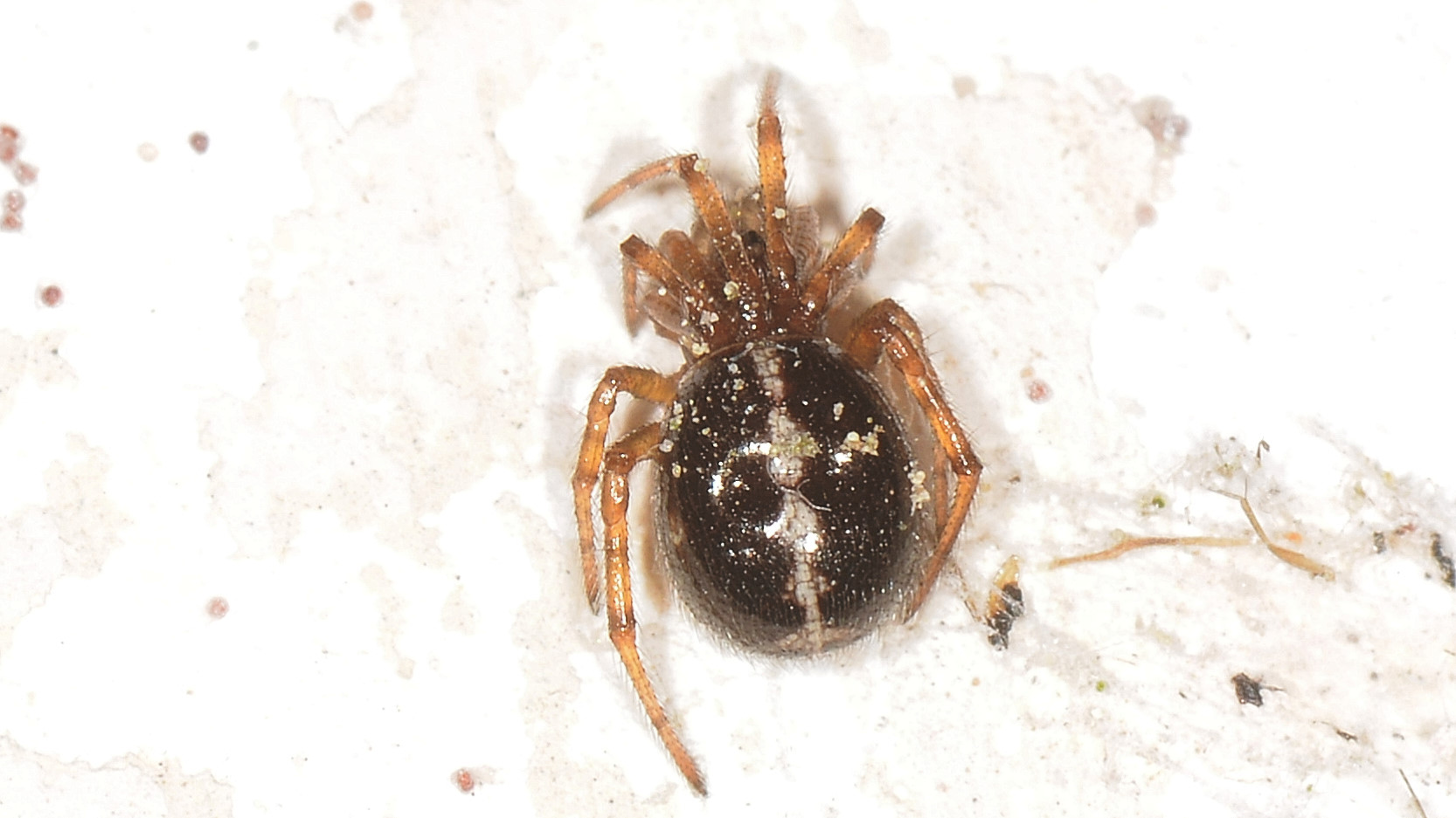 Steatoda bipunctata -  Bannio Anzino (VCO)