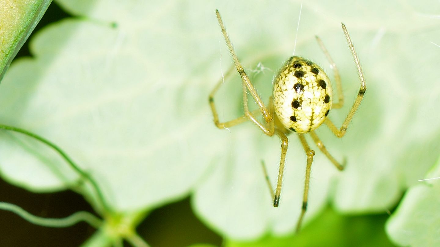 Enoplognatha cfr. ovata - Bannio Anzino (VCO)