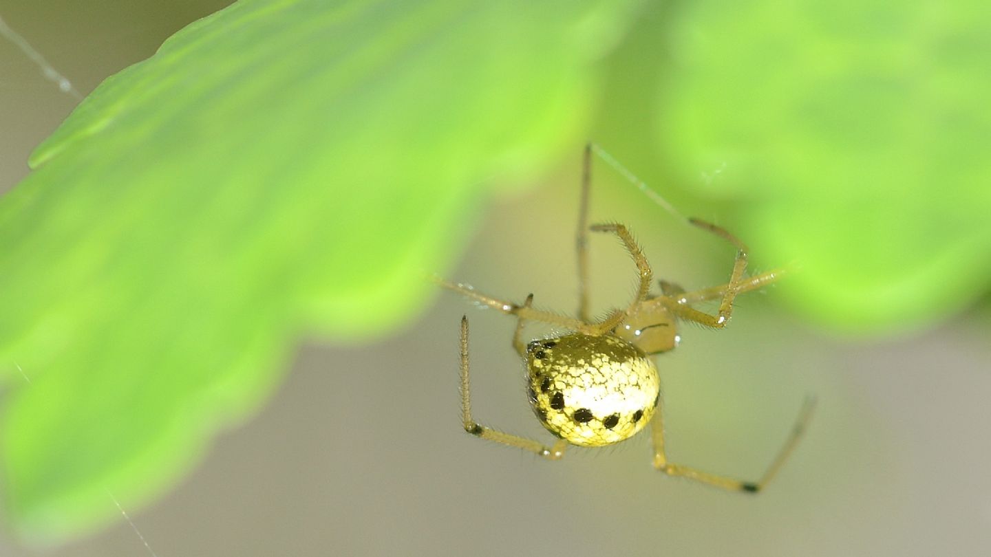 Enoplognatha cfr. ovata - Bannio Anzino (VCO)