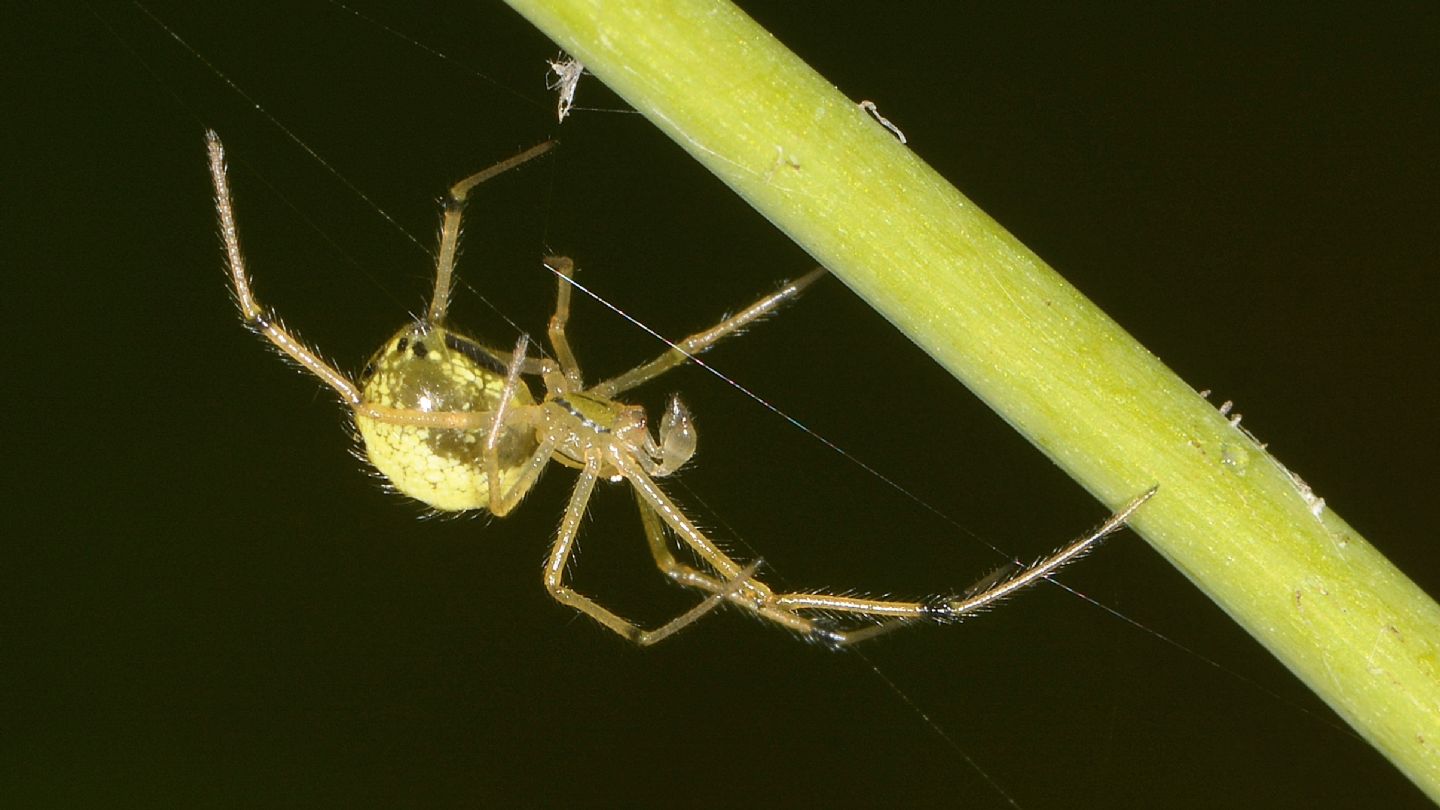 Enoplognatha cfr. ovata - Bannio Anzino (VCO)