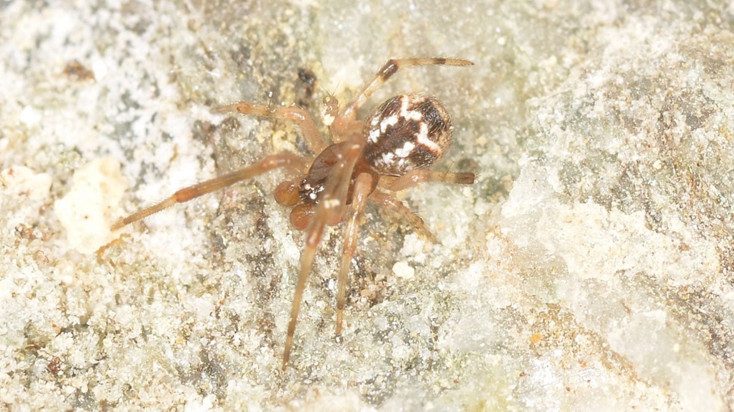 Parasteatoda ? S, maschio immaturo - Bannio Anzino (VCO)