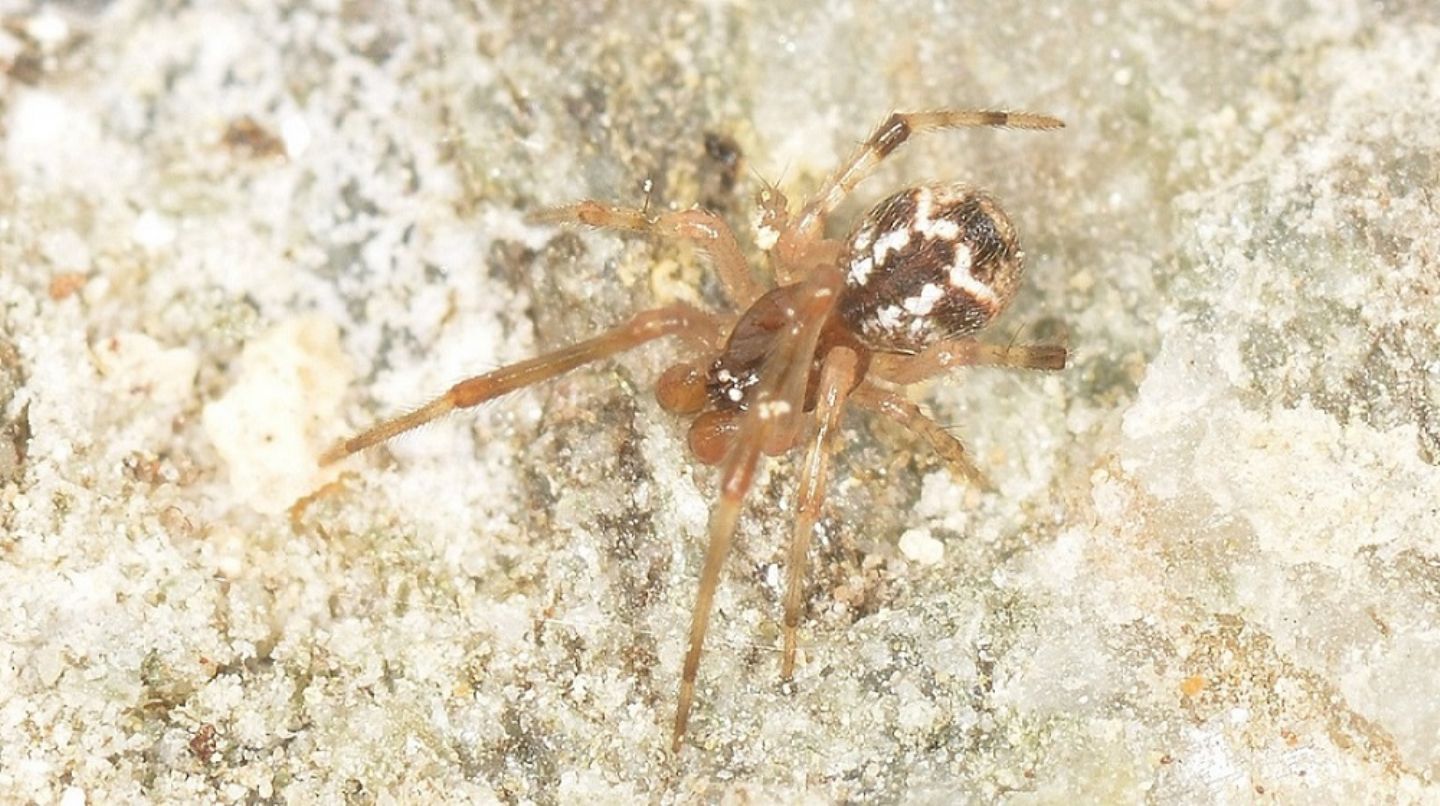 Parasteatoda ? S, maschio immaturo - Bannio Anzino (VCO)