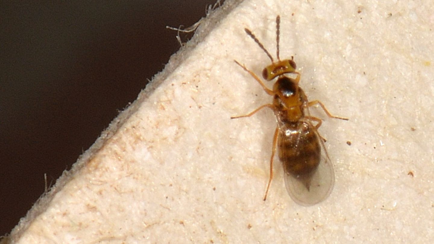 Quadrastichus  sp. (Eulophidae)