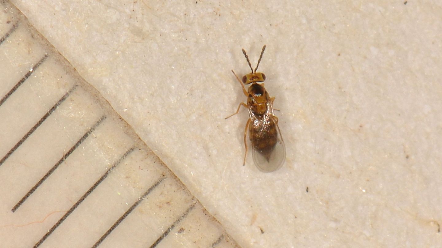 Quadrastichus  sp. (Eulophidae)