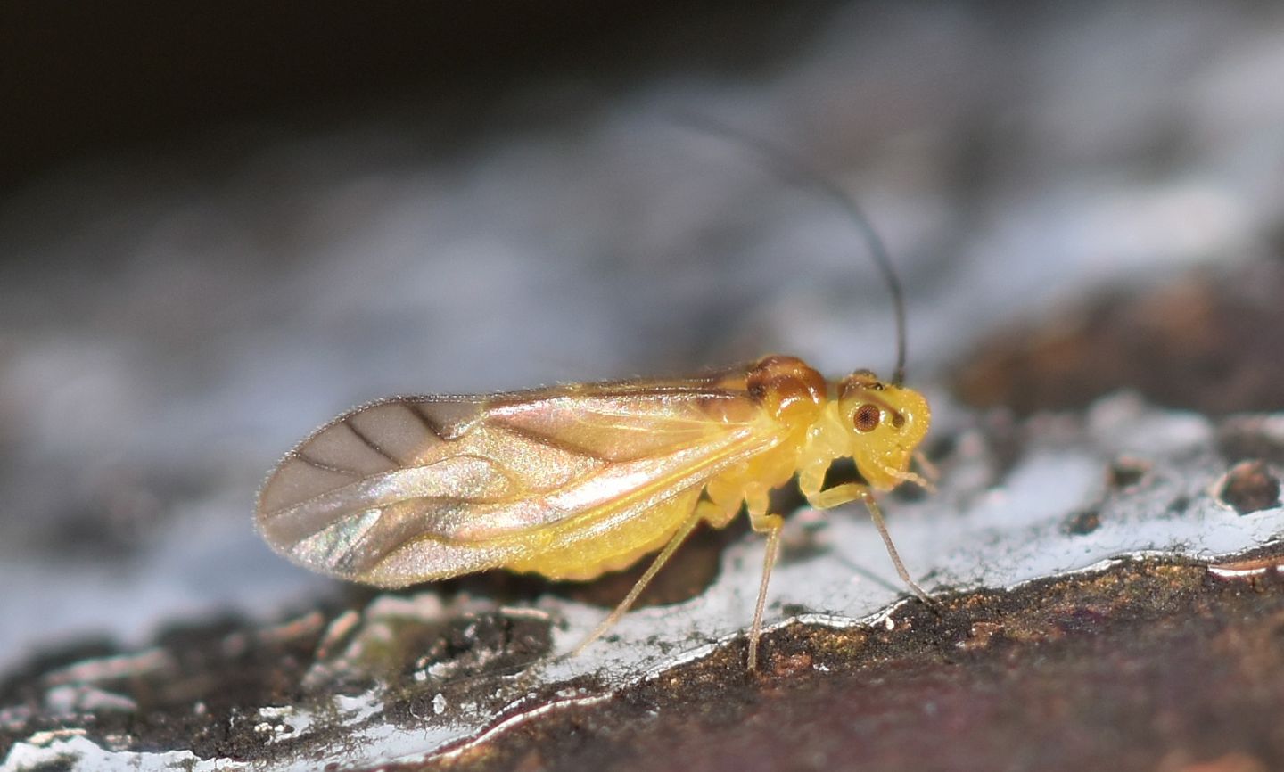 famiglia Caeciliusidae ?