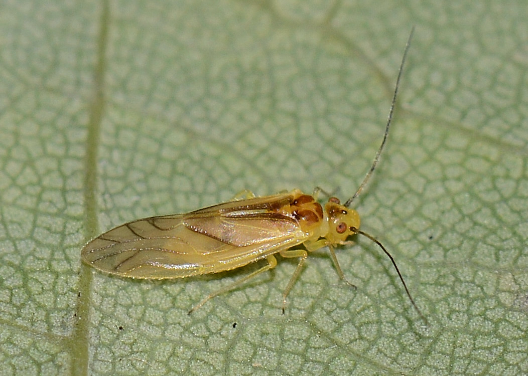 famiglia Caeciliusidae ?