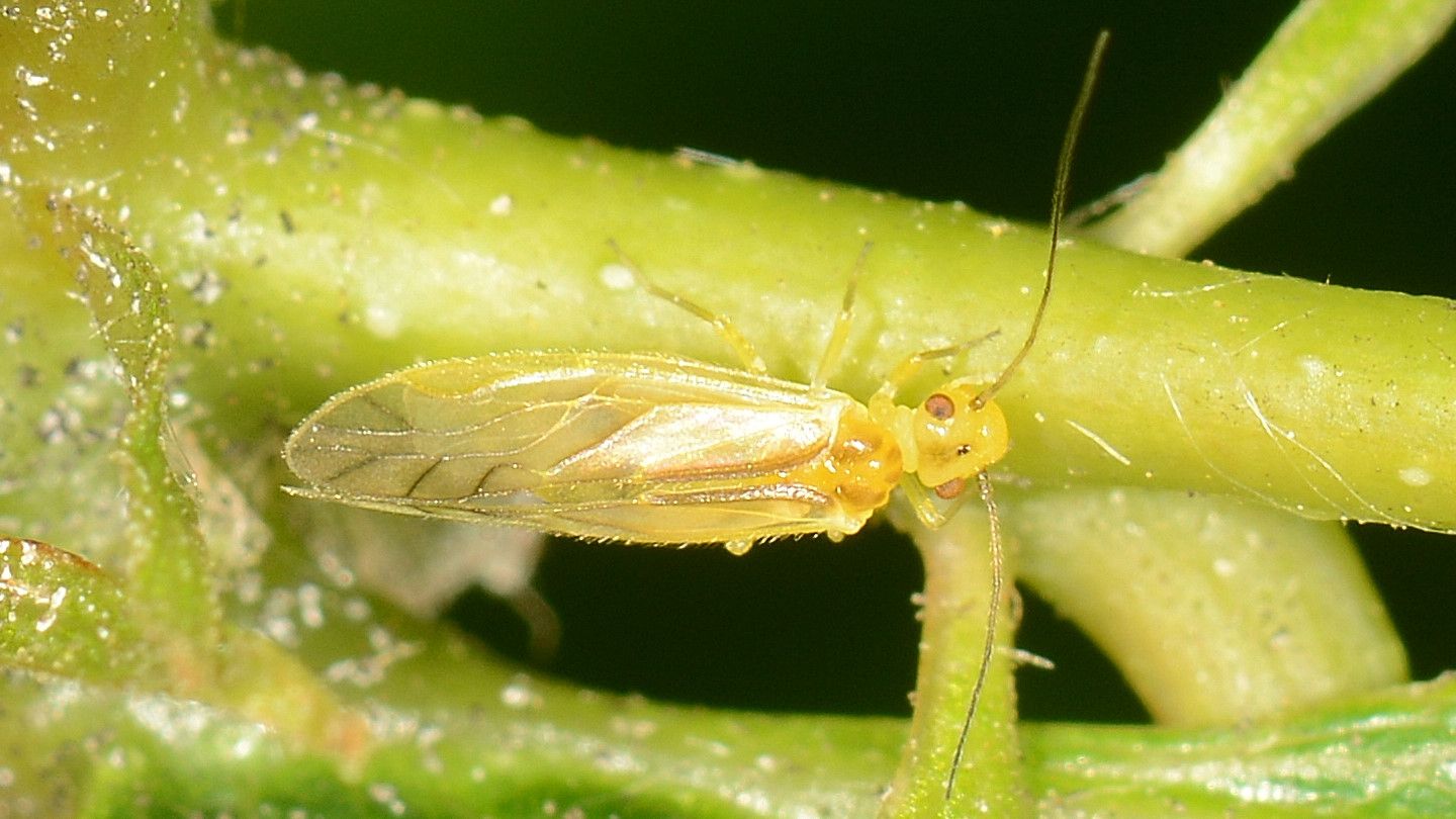 famiglia Caeciliusidae ?