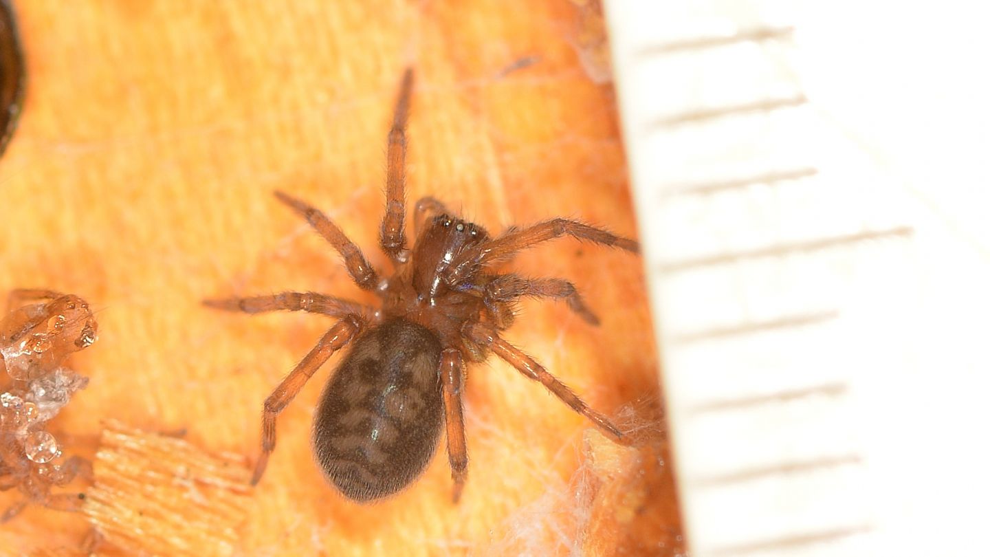 Amaurobius sp., giovane - Bannio Anzino (VCO)