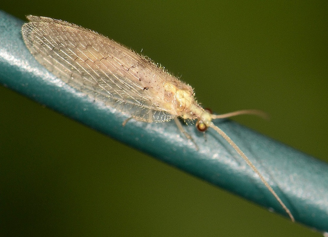 Hemerobiidae: Hemerobius  sp.