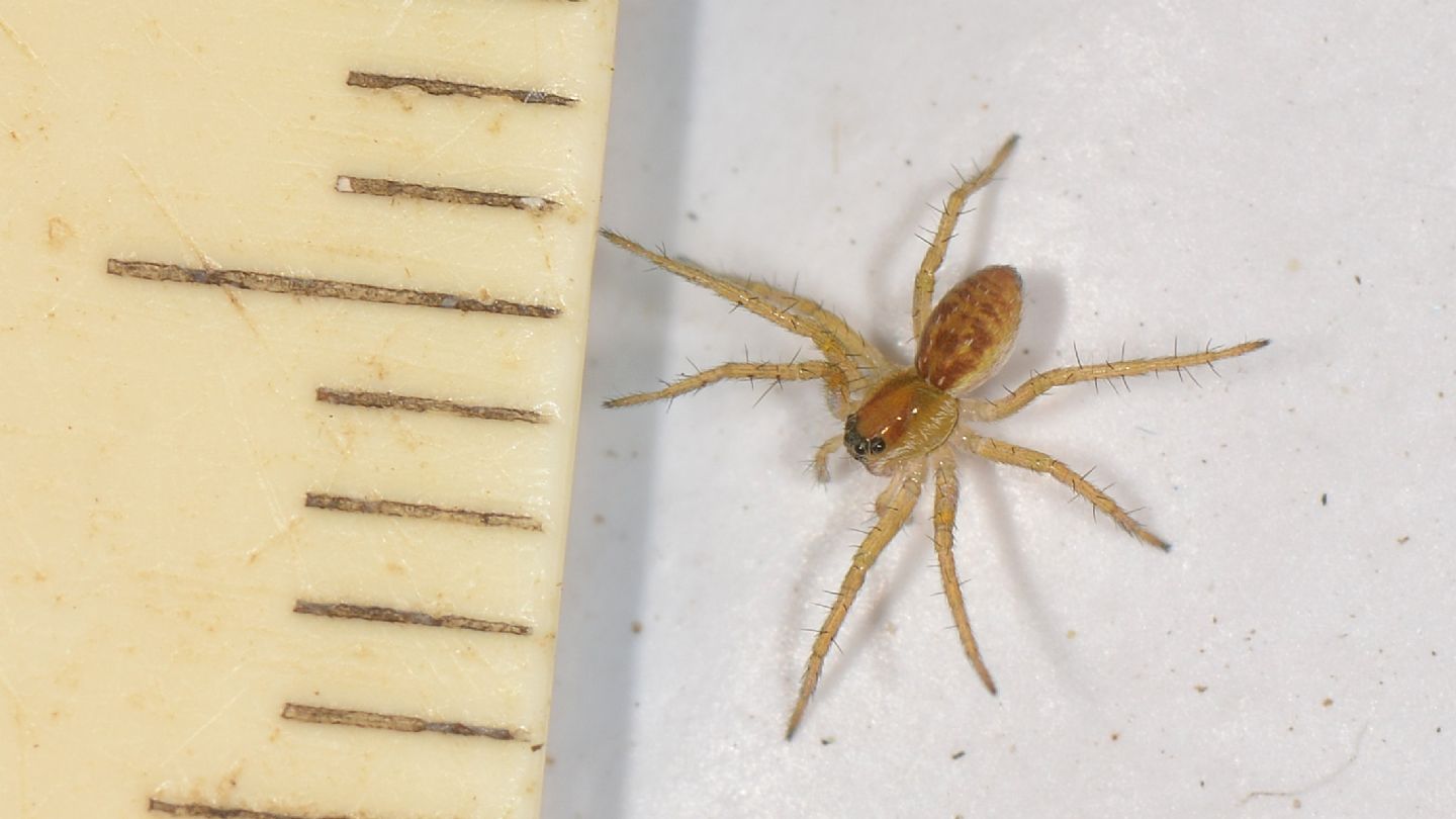 Dolomedes sp., giovane - Mediglia (MI)