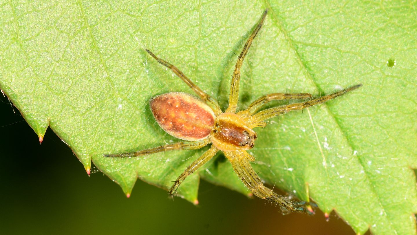 Dolomedes sp., giovane - Mediglia (MI)