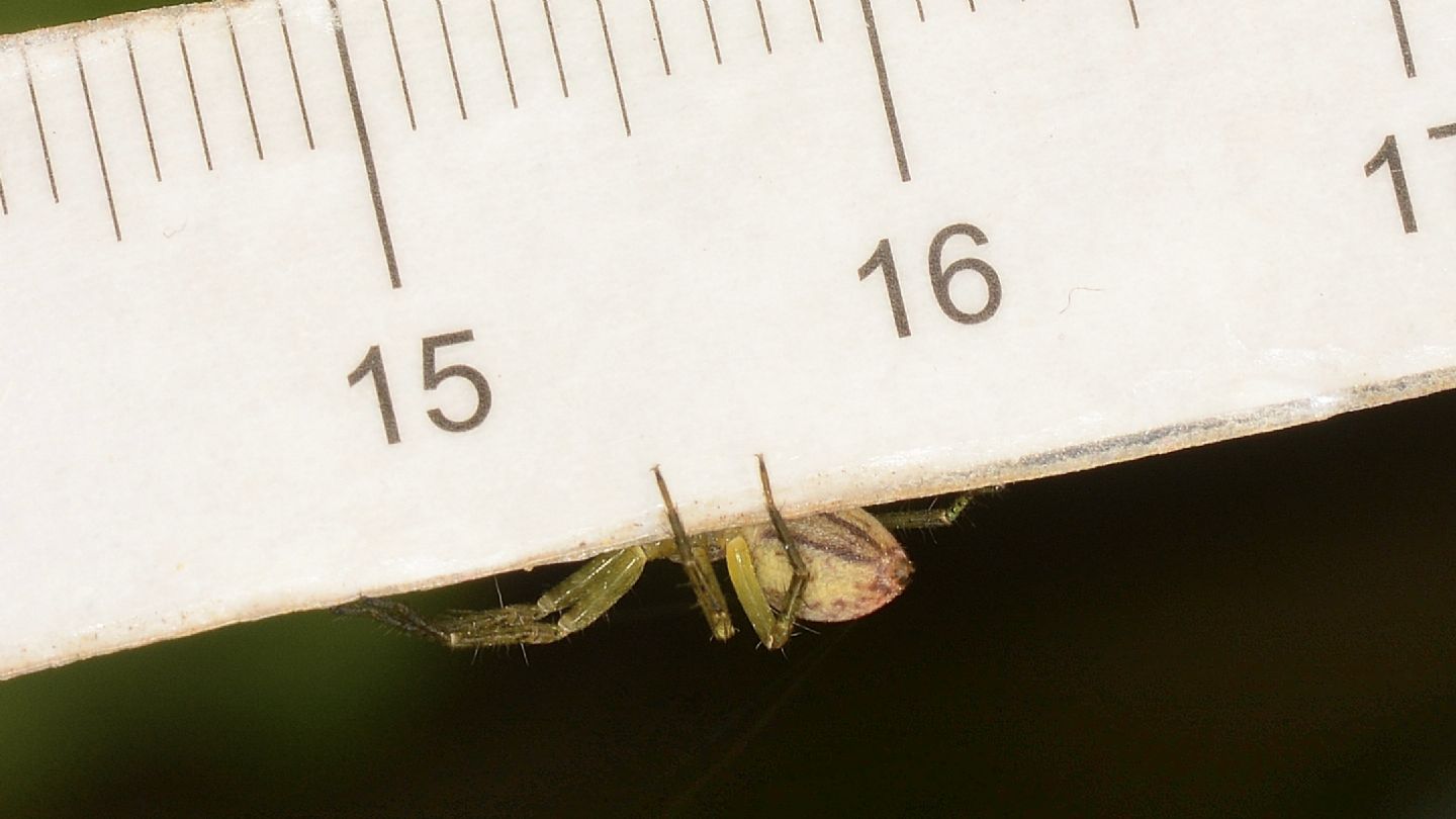 Dolomedes sp., giovane - Mediglia (MI)