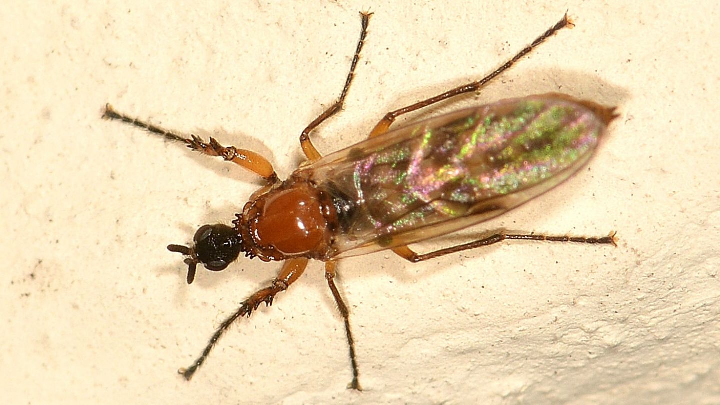 Bibionidae: Dilophus bispinosus