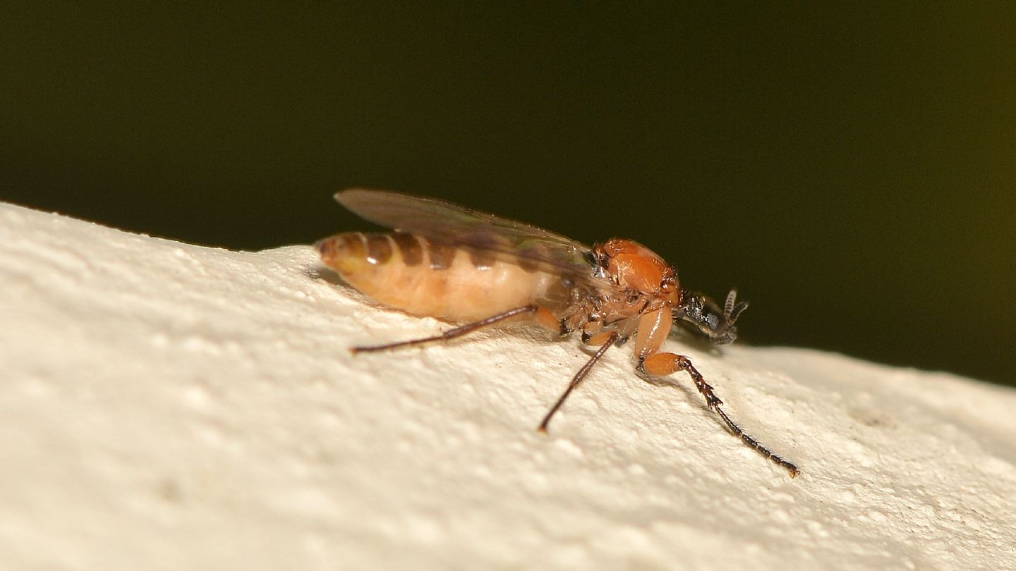 Bibionidae: Dilophus bispinosus