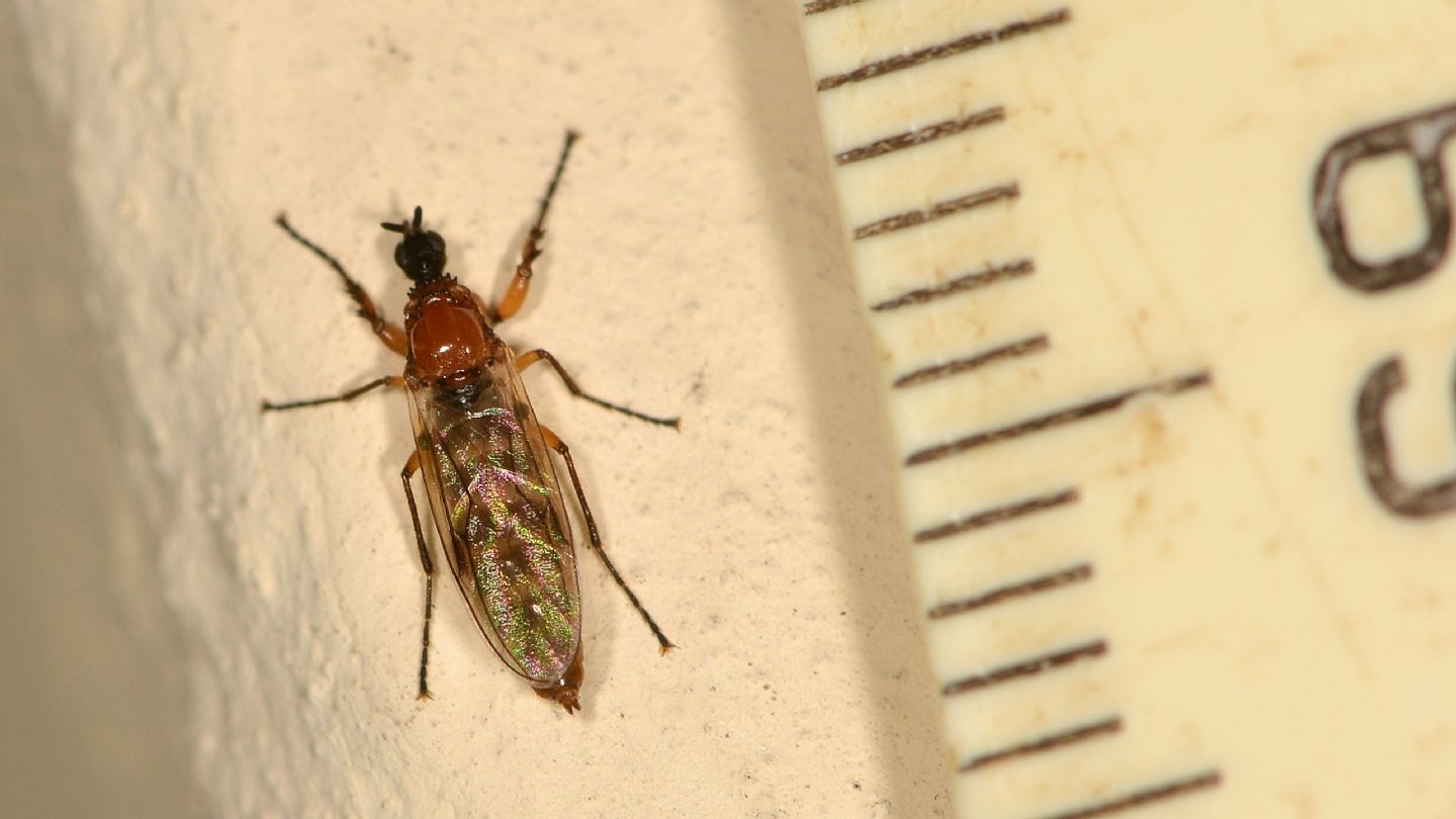 Bibionidae: Dilophus bispinosus