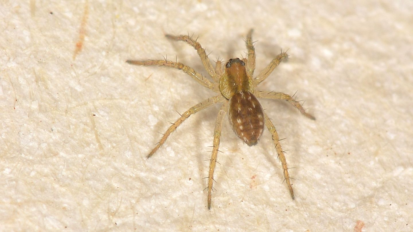 Dolomedes sp., giovane - Mediglia (MI)