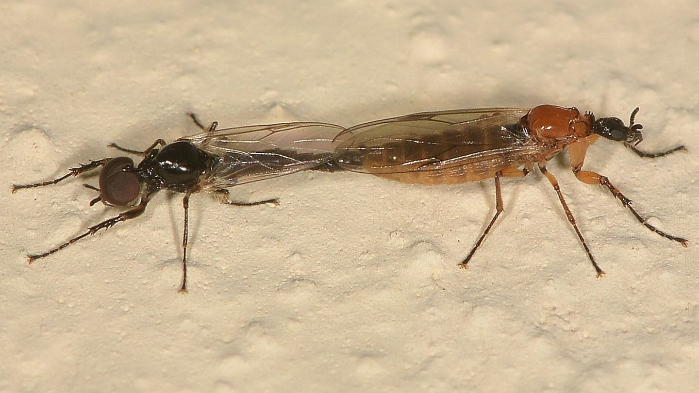 Bibionidae: Dilophus bispinosus