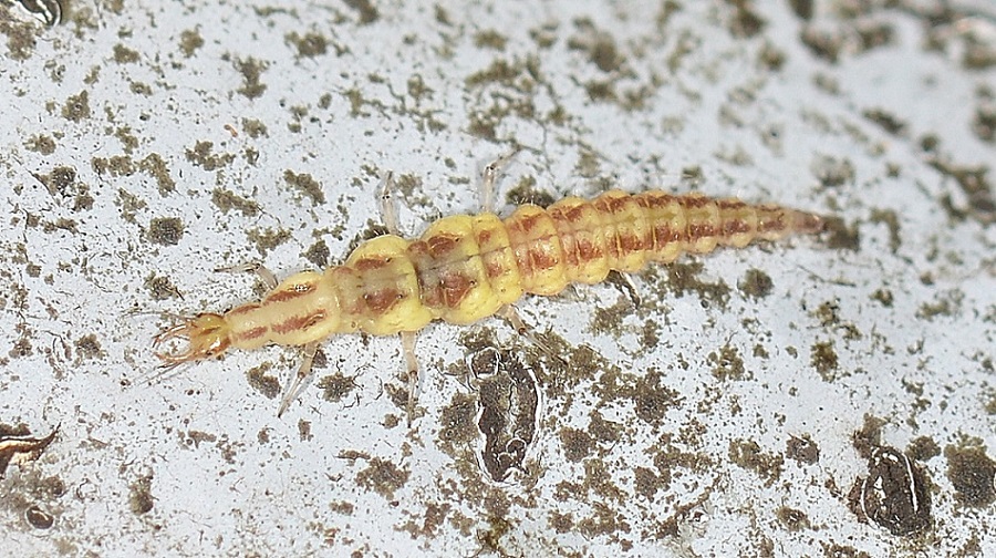 Larva