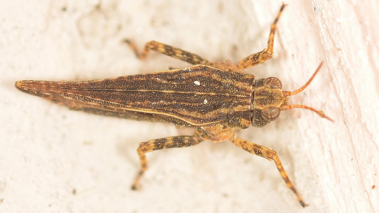 Acrididae?  No, Tetrigidae da id.