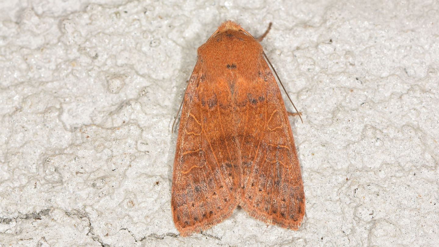 Noctuidae: Agrochola pistacinoides/nitida